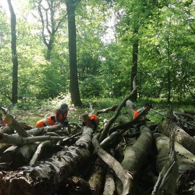 Psychomotricité dans les bois.