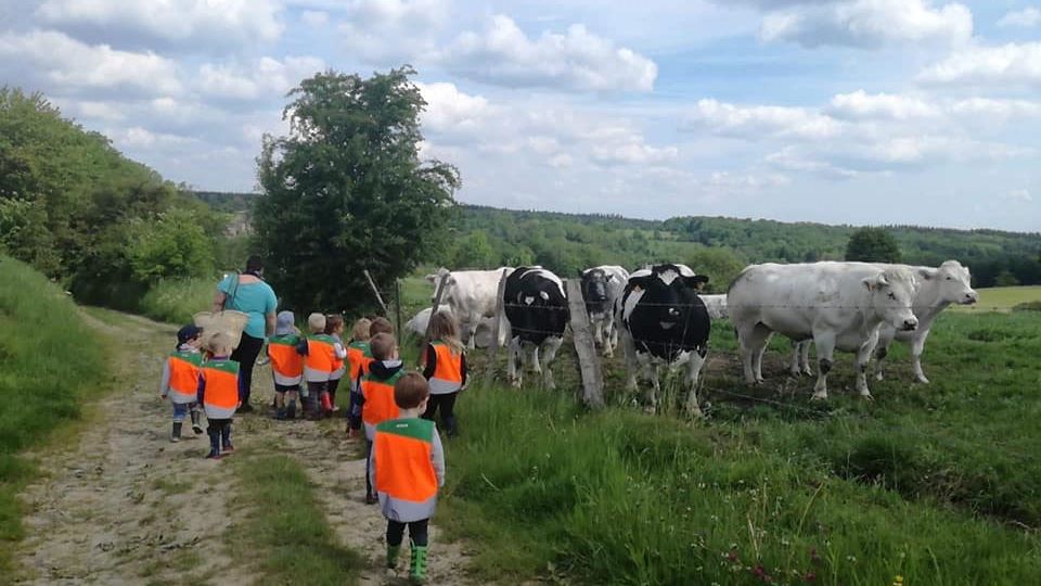 Une vache, c'est.....